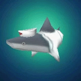 Nurse shark animation.gif